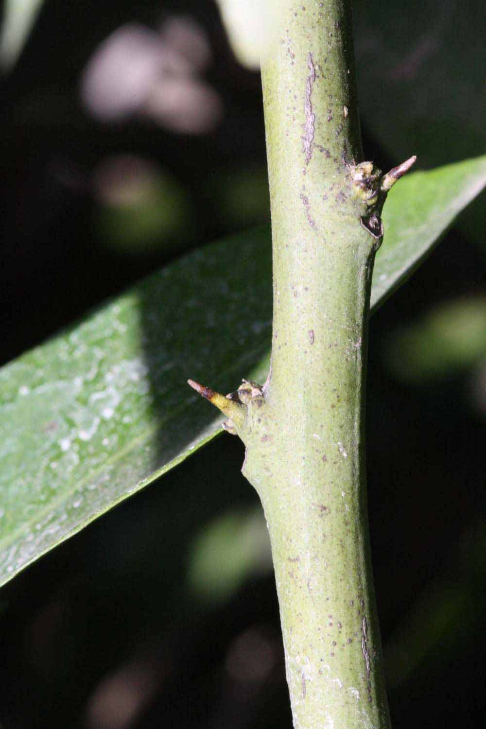            First year twig (Riverside, CA)   